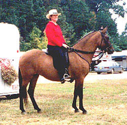 Gracewood Farm Paso Fino Horses -- Beech Tree Majatisa, Paso Fino Mare ...