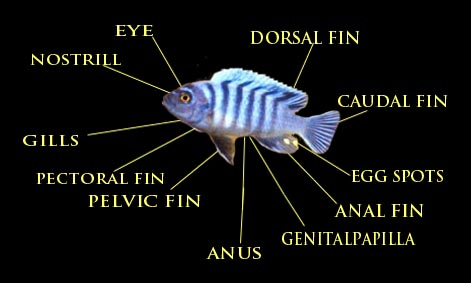 Basic anatomy of a Cichlid