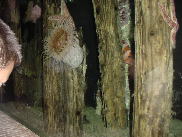 Fishes in Aquarium.