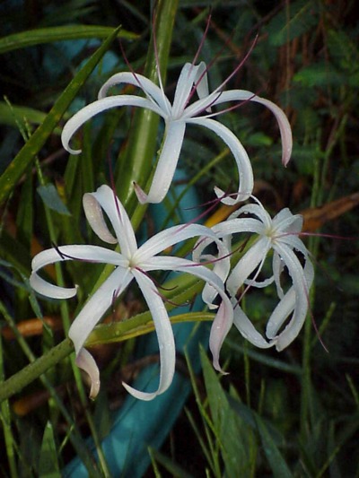 Marcelle's Crinums