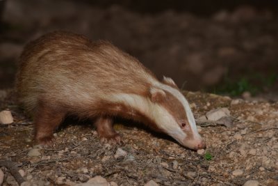 Badger snuffling along the ground