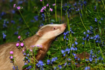Badger sniffing flowers