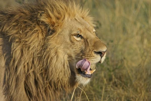 Resultado de imagen para animales exoticos de africa