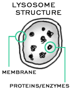 lysosome