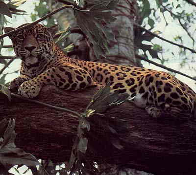 The Jaguar