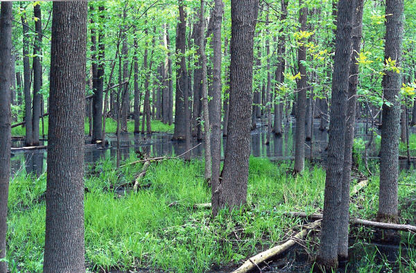 Citizens For A Green North Tonawanda Klydel Wetland Photo Gallery