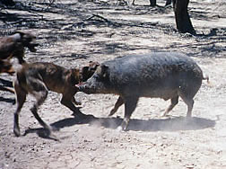 Australian Pig and Hog Hunting Rave Photo Page 18