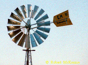 Yellowtail Windmills