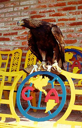 Pasion por las Aguilas