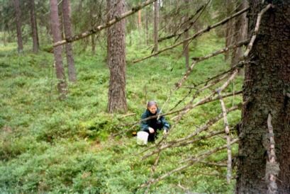 Berry Picking in Finland