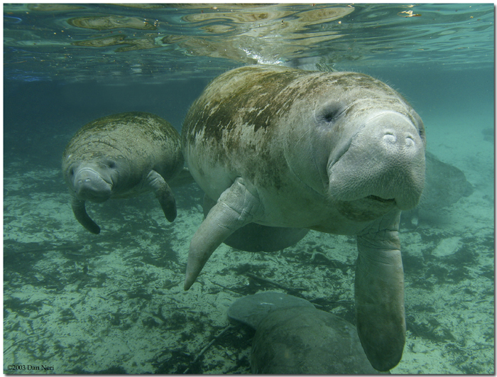 Save The gentle giants of the St. Lawrence!