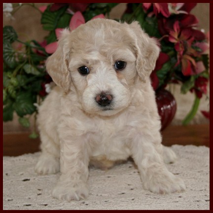 Contact_Us_F1/Hybrid/Poochon/Bichpoo/Bichon/Poodle/Toy/Mini/Designer ...