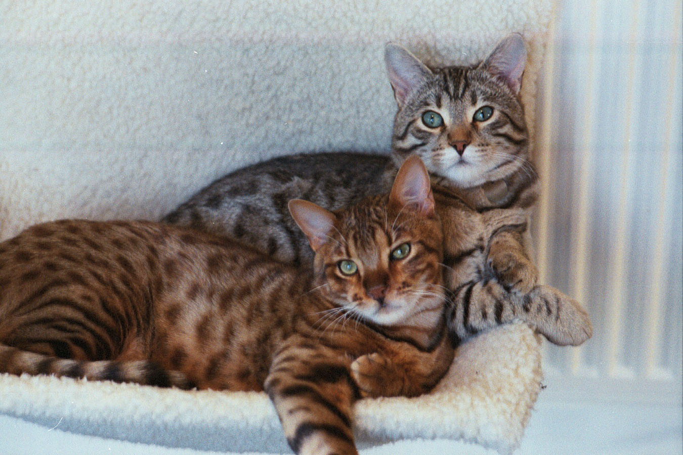 Ian Anderson and His Bengal Cats