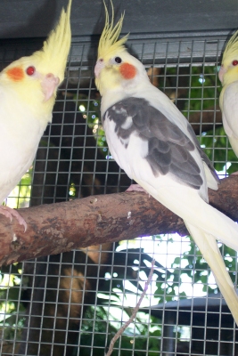 Pied Cockatiels