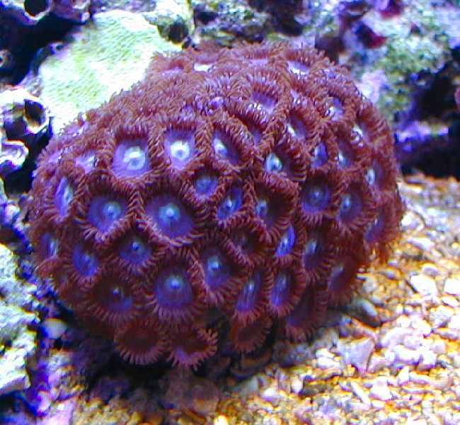 Zoanthids