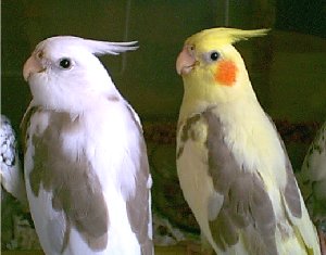 Cockatiels, Cockatiels, Cockatiels