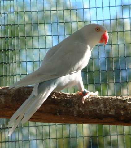 ringneck parakeets