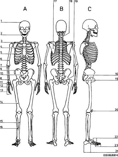 Muscular and Skeletal System- Mrs. Edwards Final