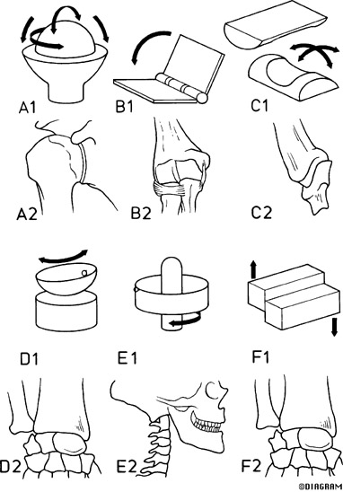 Muscular and Skeletal System- Mrs. Edwards Final