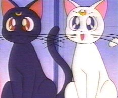 We Love Sailor Moon - Cat Pictures