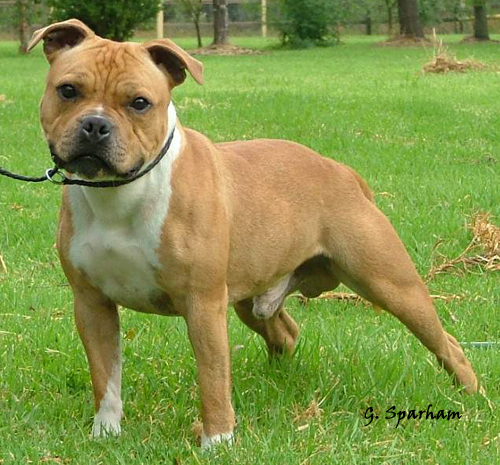 SaXXon Staffordshire Bull Terriers, Melbourne, Australia