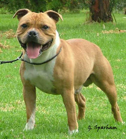 SaXXon Staffordshire Bull Terriers, Melbourne, Australia