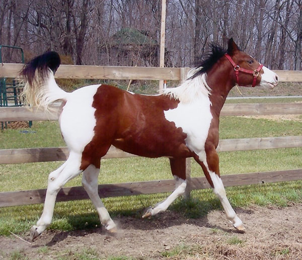 Scenic View Paints; Bethany, Illinois; Paint Horse Breeders