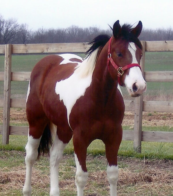 Scenic View Paints; Bethany, Illinois; Paint Horse Breeders