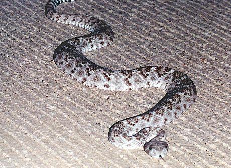 Western Diamondback Rattlesnake (Crotalus atrox)