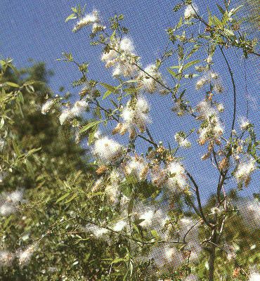 Cottonwood releases fluffy white material, but it is the pollen (too small to see) that cause allergy difficulties.