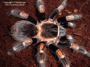 Brachypelma auratum