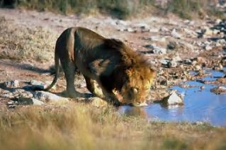 Are lions "nice"? / How do lions behave?