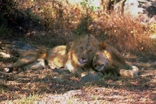 Are lions "nice"? / How do lions behave?