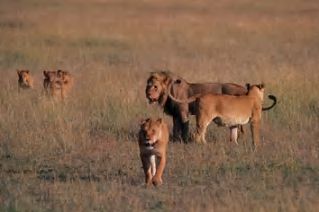 Are lions "nice"? / How do lions behave?