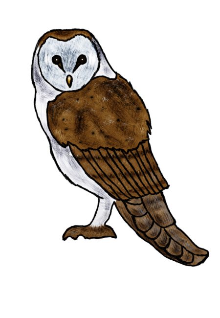 Barn Owl