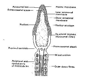 human reproduction