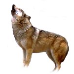 Graphic of Wolf