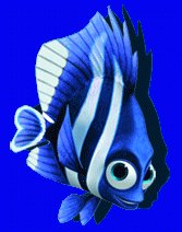 Four-Stripe Damselfish (Deb/Flo)