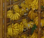 banannas
