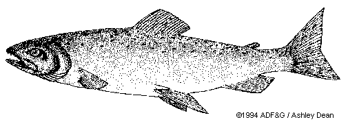 King Salmon
(Chinook)