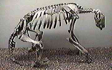 Great Ground Sloth
