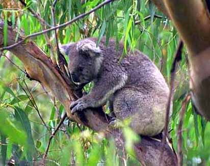 Tour Melbourne - Phillip Island