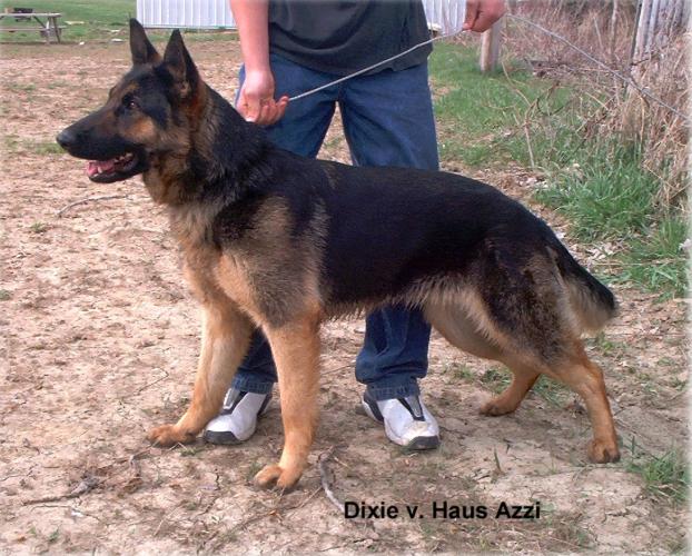 von der Solution German Shepherd Dog Kennel